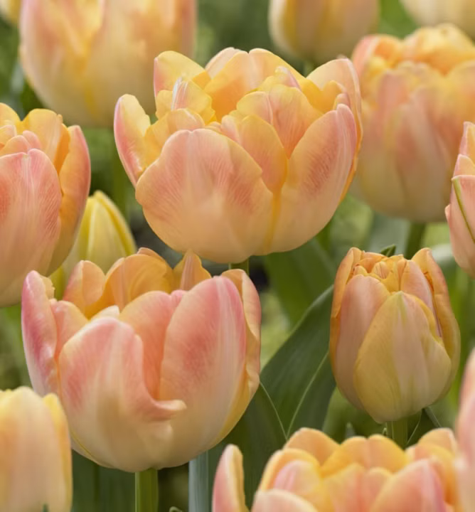 18f498c6f43315850f8e8f5359eb2c67