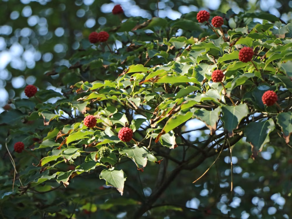 1938a367cd59b332fcf2ba6ca367288c