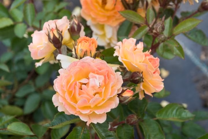 1963026bcacd3f7cd9fe873f77188466