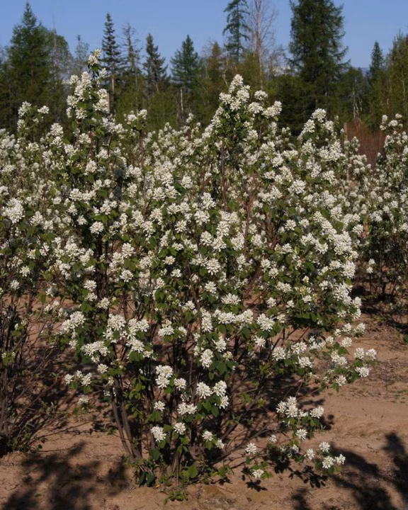 198c2091472b07d938e07222039edff6