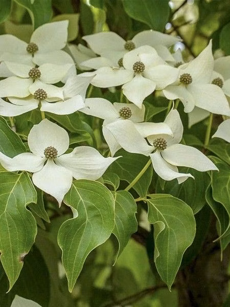 19a5365b20998d2446a8c9750370452f