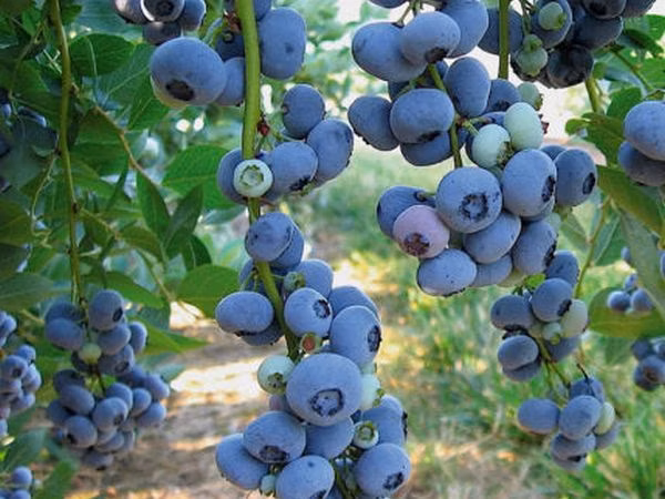 19b254395884a1fa66a3cd9500e0684c