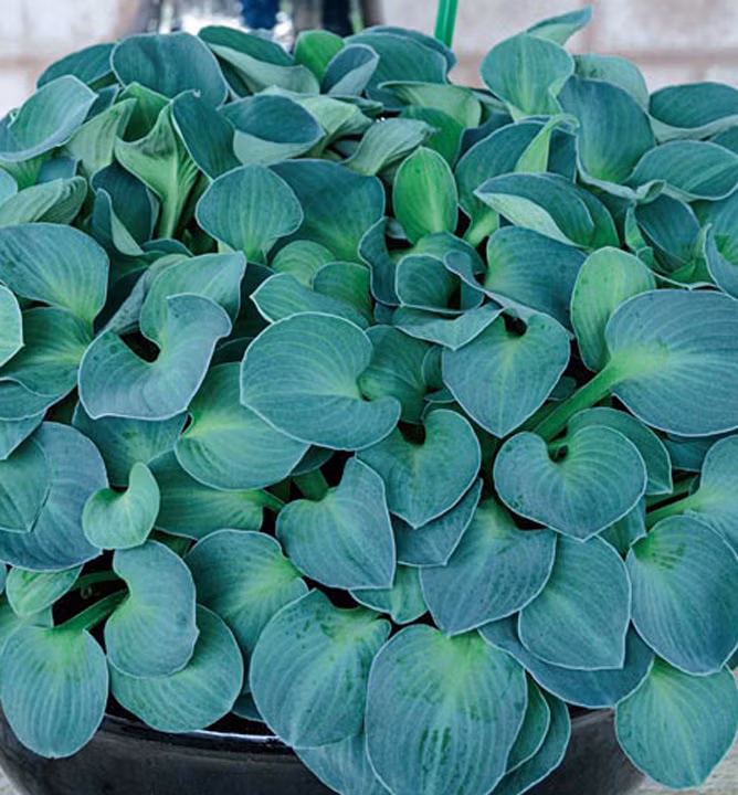 19eb8f5d71719c05f9f0fc0adcb5dfb9