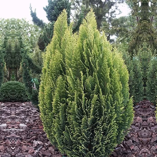 19ef1fba8685ce6bee2bd0511f7ac14e