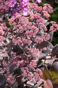 1a02fd4fa86a7be89ab46d80c17aa5b6