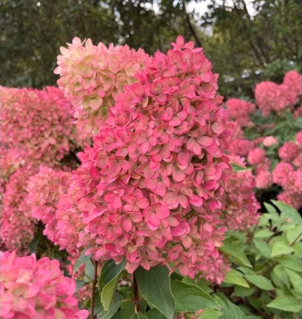 1a03a4213317fc1b68352e5f38375df5