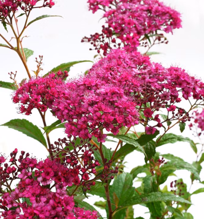 1aa044c06ef25b925b0226e3a9c6f65b