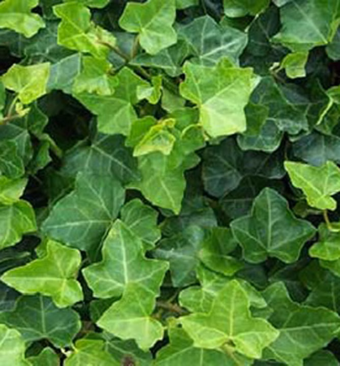 1aaedf9db2b3594db69a6a910ab18e83