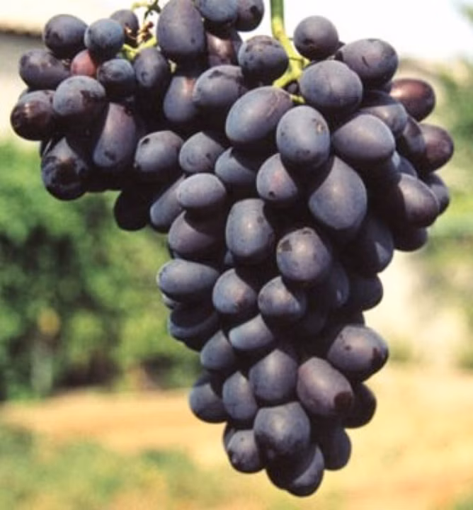 1ad892a1a4a2535d74ea8f05842b6aaf