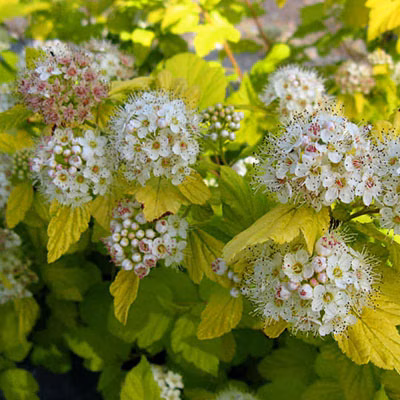 1b1e3c407761cd51a902aa234a8a6f6f