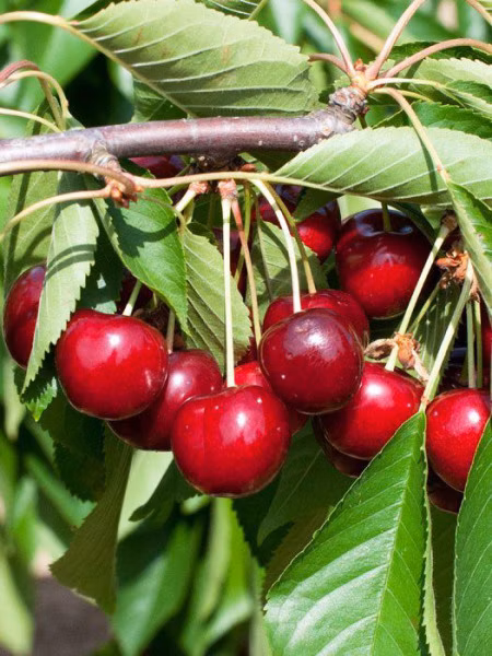 1ba87868b22a6916aba81715ed833682