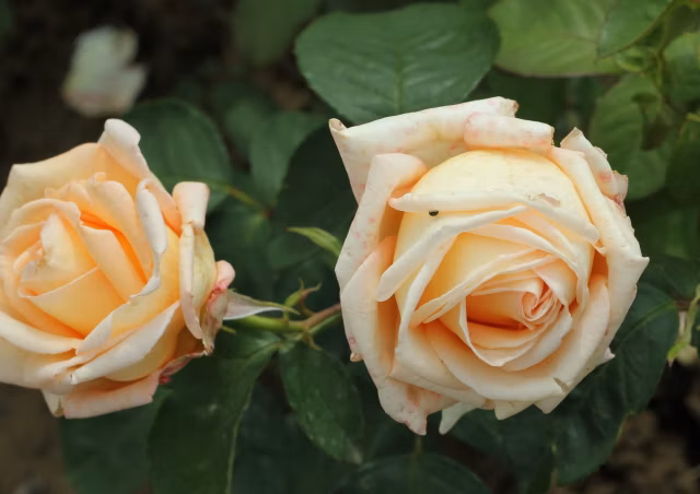 1bba1b9229b03cdf2f2719dedf6a3e1a