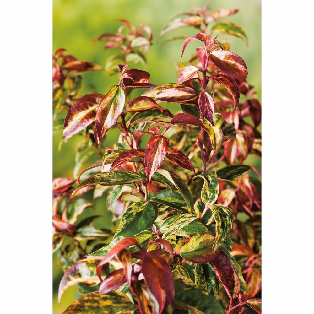 1bbe5b36b1456c37030e8f8f233a2934