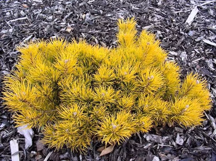 1bc99cf9a4dc72b26002293ce99bea16