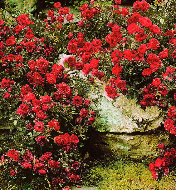 1bd08987276f4f39012742bca494c325