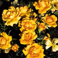 1bee316e9fac07cbfcb2c693478ac122