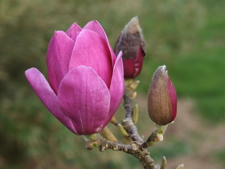 1c4084d43c003ffa9ee204ac58d9cff2