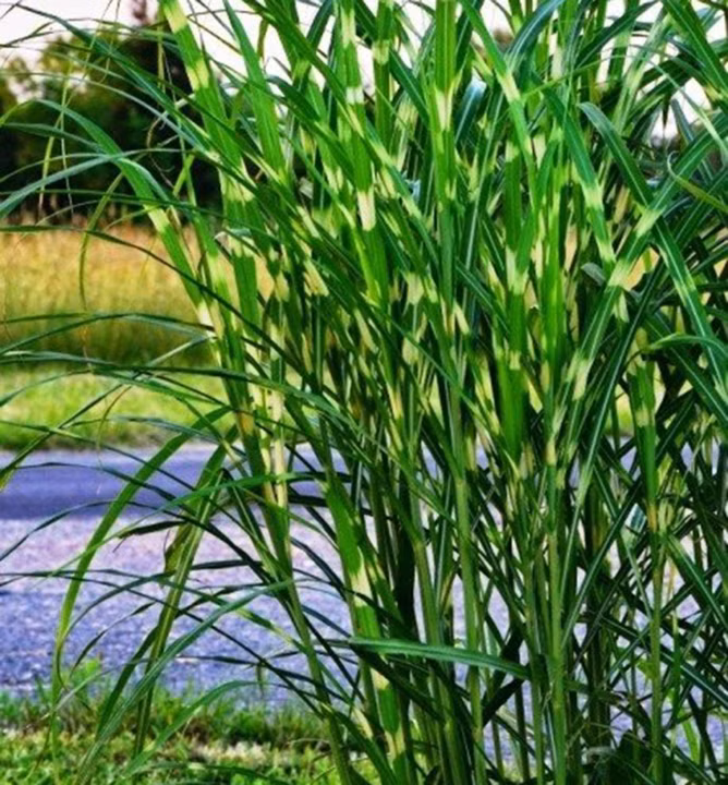 1c4ebe063d20f0f13d19c4bb2c65f979