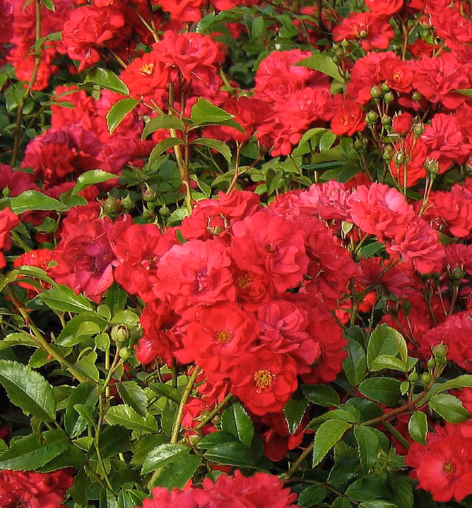 1c6458f788a90b1395d6a783a721ab4f