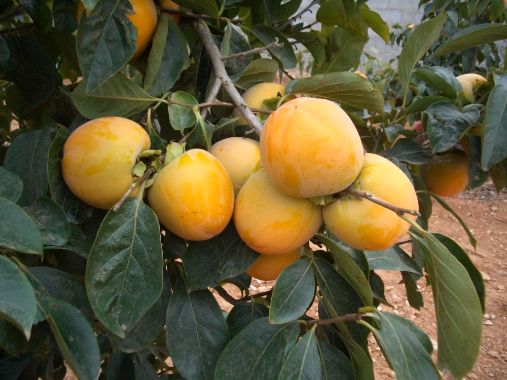 1c6e674db17f89e9d69dafc8423f35fc