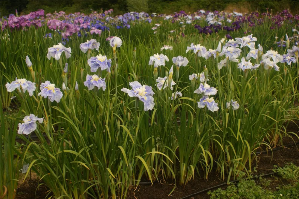 1c9b3c623229c0173eda07b47a162114