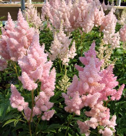 1cacb9713ce9bc225d55f87458780a2a