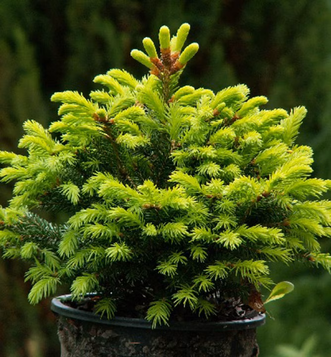 1cc3e1d9b16b3180c8b21df7ede57609