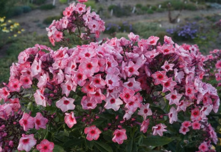 1cdc3b966b9776121a1d26e6010ce653