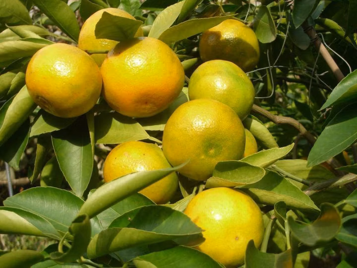 1d04f6e70629a1c342f843152898e269