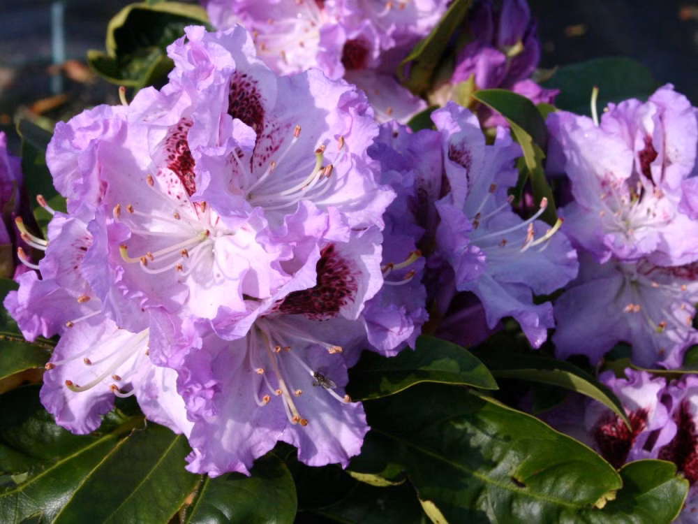 1d06405a71ce5991595854351b1fa0fb