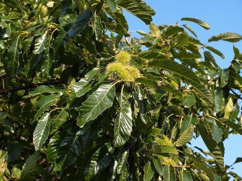 1d09115e4147929ec85de013f61fd93b