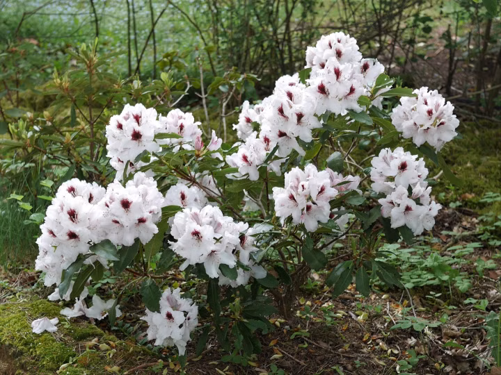 1d0beefa200b2148e093e21c2850d018