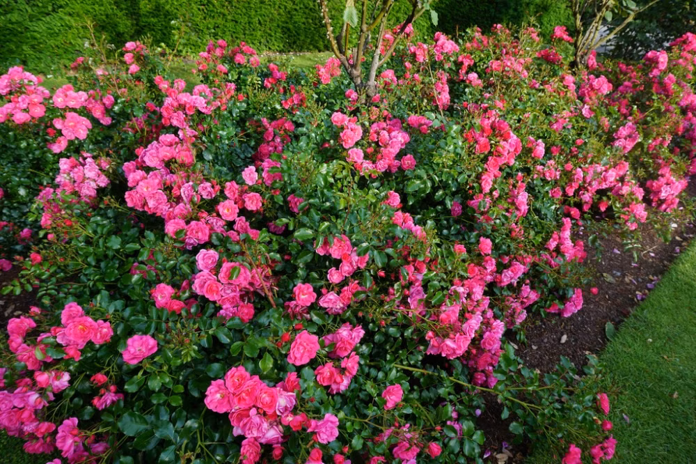 1db1023a7083e1cf2eaae4d1bca2f4ec