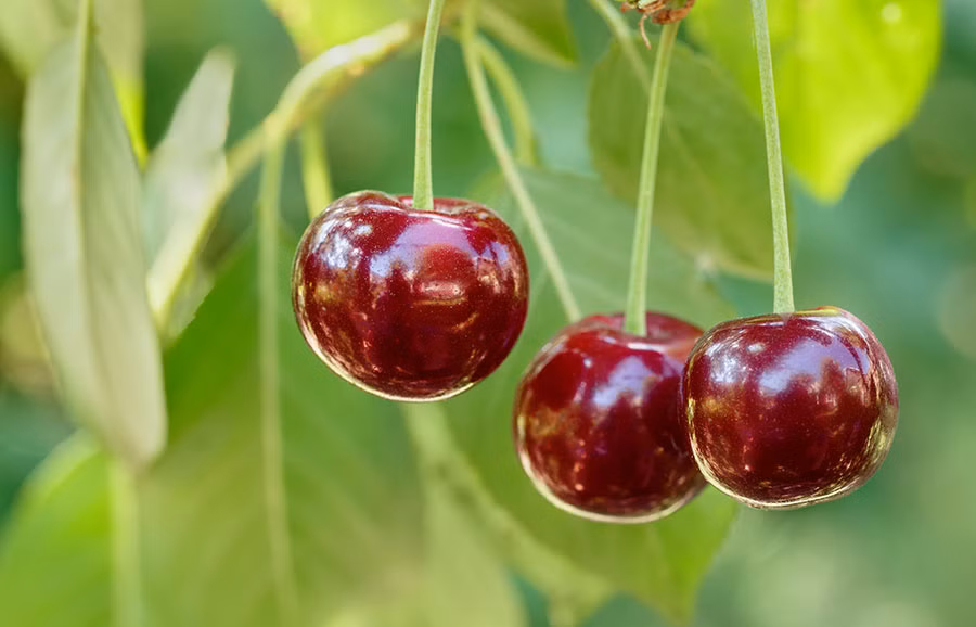 1db996f67d6baed3ccfa7ce4e8533f38