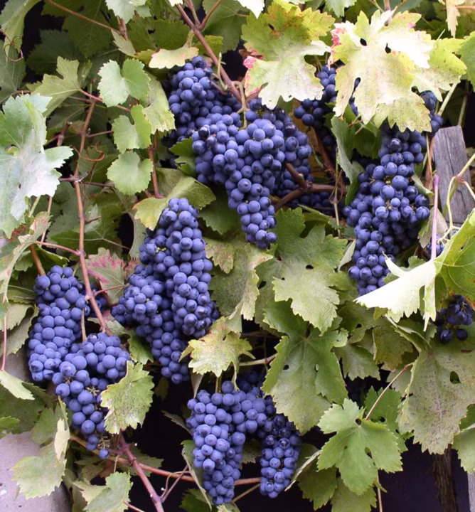 1dc2a3dc1edbc73e33192d08a600fdba