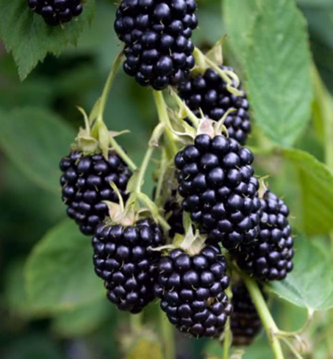 1deeed80eef43af3581f1bcc0c57e800