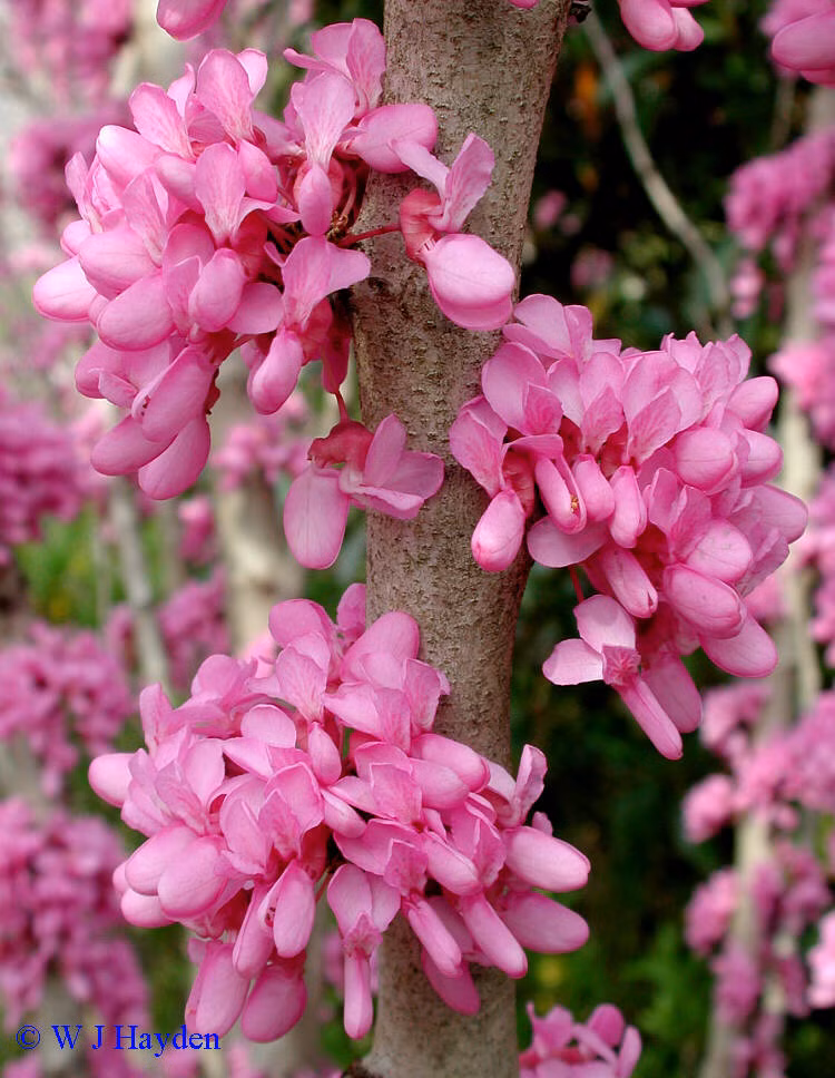 1e045ba592db253cc5a1f6a4a9f40ea3