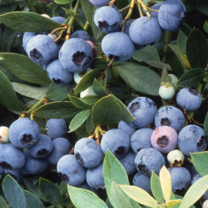 1e0abb805ddf9258a3484485f796e8e0