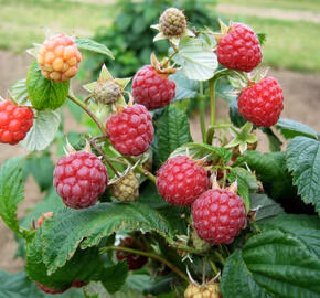 1e46c480a98149e6d16582c27d3d6549