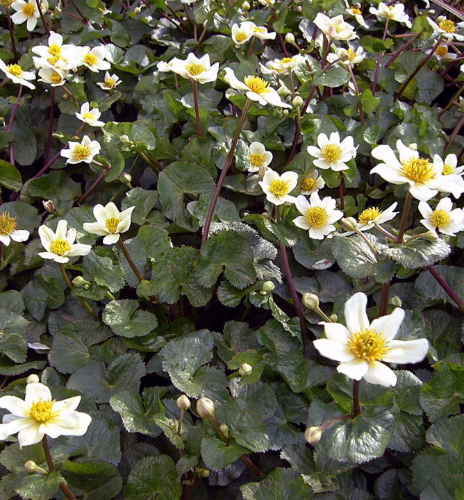 1e6910766d0688ff21301aad0c9331a4