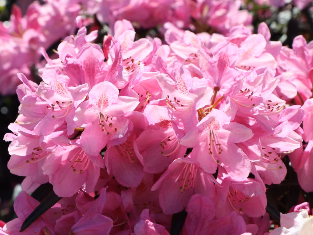 1ea4780e4377007a17754fb3d82defa6