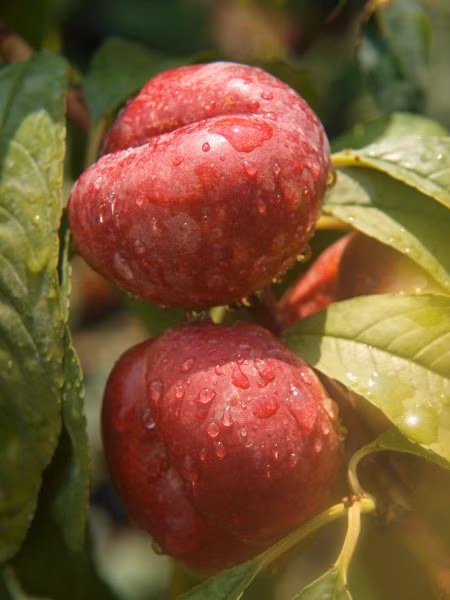 1ec35327bbf6de424e6c40ecdf074ab5