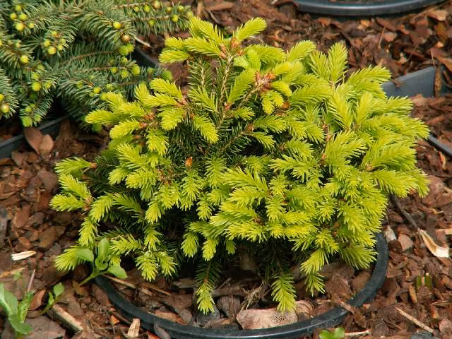 1eef5dea1735a7273bc6158d72d81f56