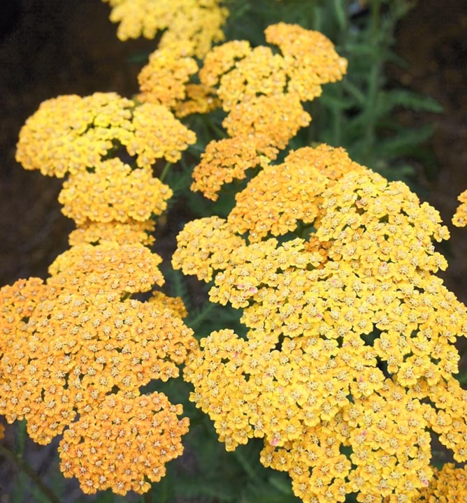 1f178ff00c3f5f7c60b003165c2b19a3