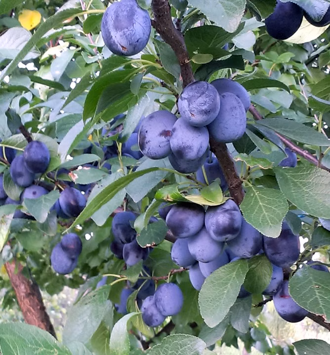 1f31fbf52afceae7ad9efd15979b7f72