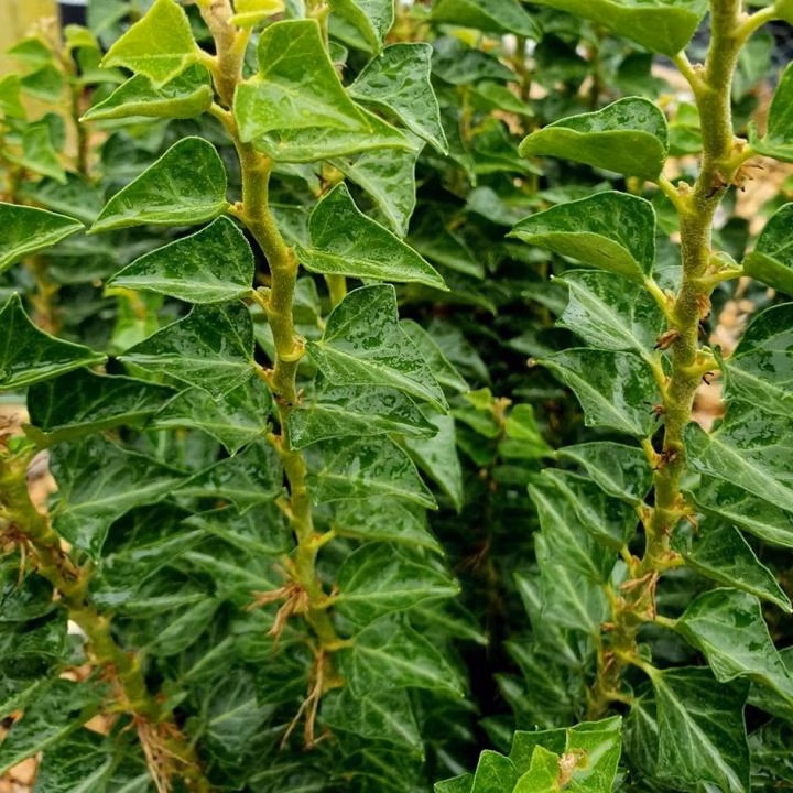 1f395a2960ab6d8667bdbc0c2b8742fe