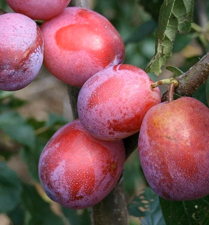 1f411b70e3e5953bdc899c505712bcbb