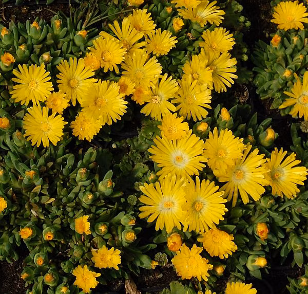 1f694bc3ffcca85d1e0ac911c4639def