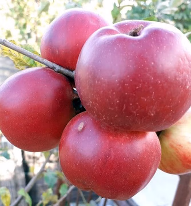 1f8ac897bac829161cde748a7ee6a0db