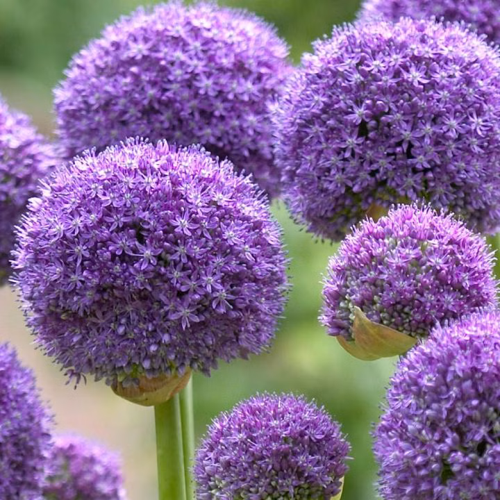 1f91f378c4c96c397f618fb2bab0242c